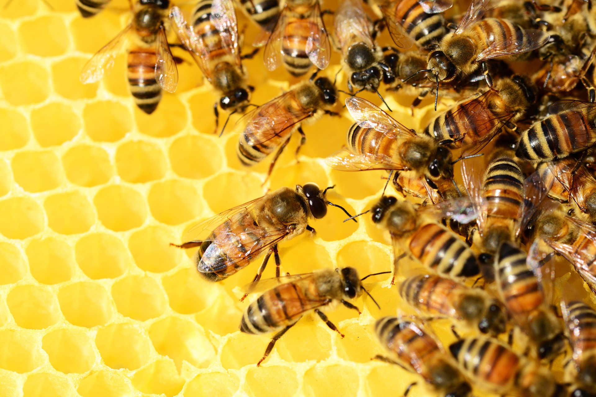 Abejas trabajando sobre un panal